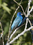 Indigo Bunting